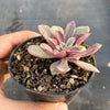 Echeveria 'Fantastic Fountain'