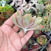 xGraptoveria 'Douglas Huth' (1 x CUTTING)