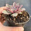 Echeveria 'Fantastic Fountain'