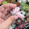 xGraptoveria 'Douglas Huth' (1 x CUTTING)