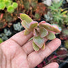 xGraptoveria 'Douglas Huth' (1 x CUTTING)