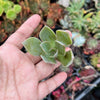 xGraptoveria 'Douglas Huth' (1 x CUTTING)
