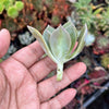 xGraptoveria 'Douglas Huth' (1 x CUTTING)