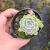 Echeveria Louise