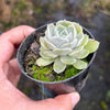 Echeveria Louise