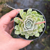 Echeveria Louise