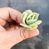 Graptoveria 'Lovely Rose'