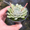 Echeveria Louise