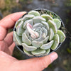 Echeveria Louise
