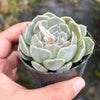 Echeveria Louise