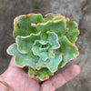 Echeveria 'Lady Aquarius'