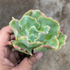 Echeveria 'Lady Aquarius'