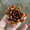 Echeveria 'Cat's Eye'