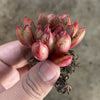 Echeveria 'Cat's Eye'