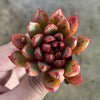 Echeveria 'Cat's Eye'