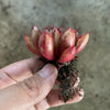 Echeveria 'Cat's Eye'
