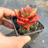 Echeveria 'Salsa Verde'