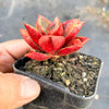 Echeveria 'Salsa Verde'