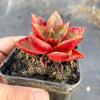Echeveria 'Salsa Verde'