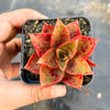 Echeveria 'Salsa Verde'