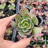 Echeveria 'Blue Curls'