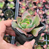 Echeveria 'Blue Curls'