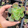 Echeveria 'Blue Curls'