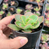 Echeveria 'Blue Curls'