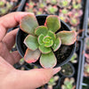 Echeveria 'Blue Curls'