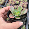 Echeveria 'Blue Curls'