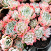 Echeveria 'Elegans' (Mexican Snowball)