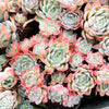 Echeveria 'Elegans' (Mexican Snowball)