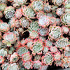 Echeveria 'Elegans' (Mexican Snowball)