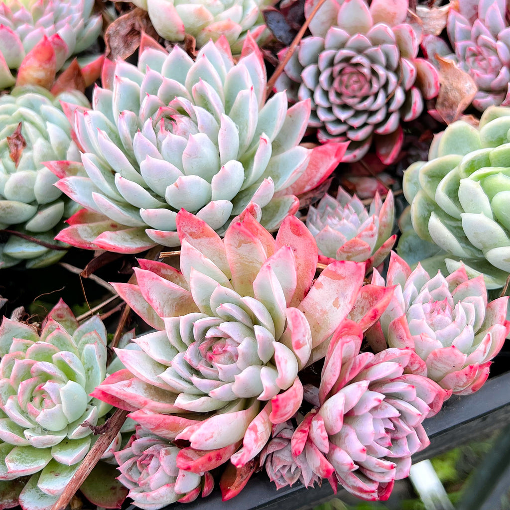 Echeveria 'Violet Queen'