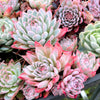 Echeveria 'Violet Queen'