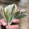 Aeonium arboreum 'Sunburst' (w/pup)