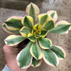 Aeonium arboreum 'Sunburst' (w/pup)