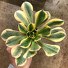Aeonium arboreum 'Sunburst' (w/pup)