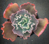 Echeveria 'Bumps' (Bump leaf )