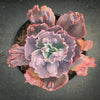 Echeveria 'Bumps' (Bump leaf )