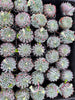 Echeveria setosa var. deminuta x NOVA