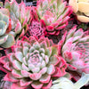 Echeveria 'Violet Queen'