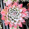Echeveria 'Violet Queen'