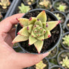 Echeveria agavoides 'Corderoyi'