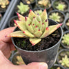 Echeveria agavoides 'Corderoyi'