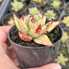 Echeveria agavoides 'Corderoyi'