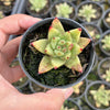 Echeveria agavoides 'Corderoyi'