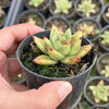 Echeveria agavoides 'Corderoyi'