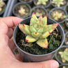 Echeveria agavoides 'Corderoyi'