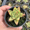 Echeveria agavoides 'Corderoyi'